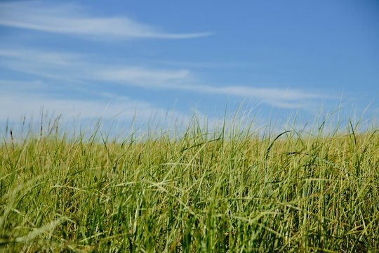 Lucious Grassy Dunes at Beach