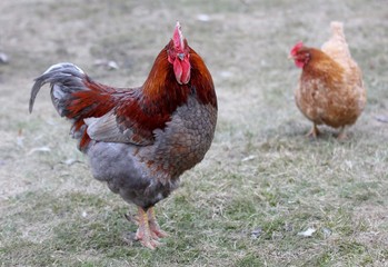 rooster and hens