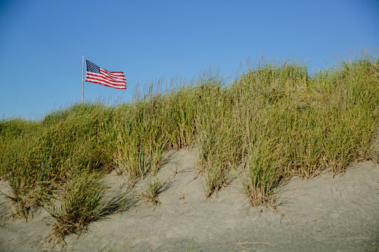 Lucious Grassy Dunes at Beach
