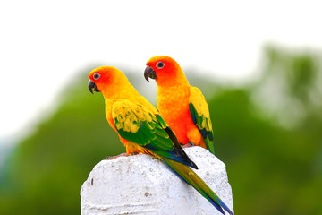 2 beautiful parrots