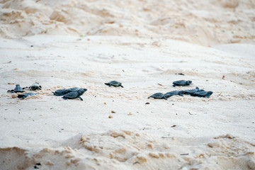 Baby turtles doing their first steps to the ocean. Praia Do Forte, Bahia, Brazil. Little Sea Turtle Cub, Crawls along the Sandy shore in the direction of the ocean to Survive, Hatched, New Life.