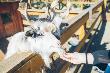 feeding animals with cabbage. goat close up. zoo life. farming