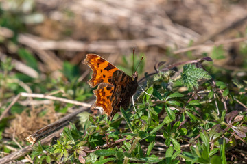 Polygonia c-album (comma) butterfly