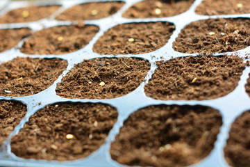 Paprika seeds sown on peat in black plastic pots close-up