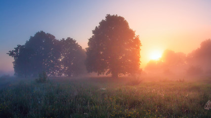 Scenery nature in morning sunlight. Trees on morning meadow illuminated by sun