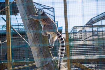 lemur at zoo. life in custody