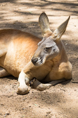 Kangaroo in Australia