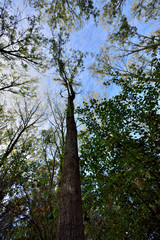 arbres et forets 7