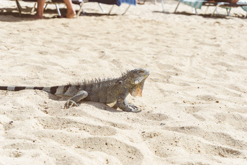 Iguana on the beach