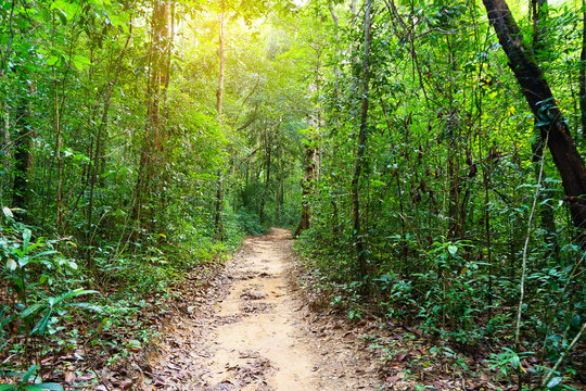 Forest trail in Phu Quoc island, Ginh Dau, Vietnam