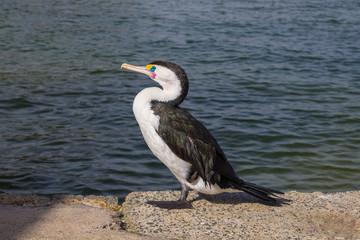 Wasservogel in Australien