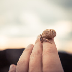 Hand holding carefully hermit crab shell fingers concept help protection insurance