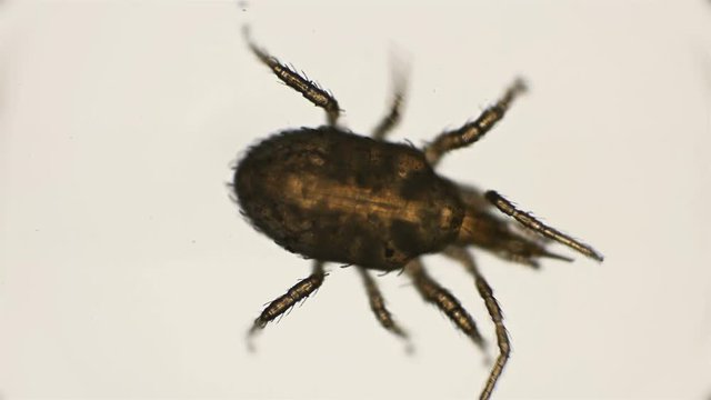 mite hypoaspis miles is a predator, inhabits the upper layers of the soil