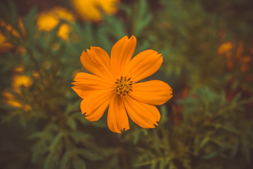 close up orange blooming flower in the garden