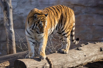 Fototapeta na wymiar Siberian Tiger 