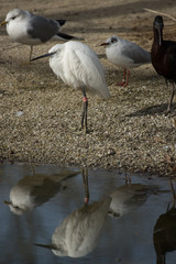Reflection of white heron