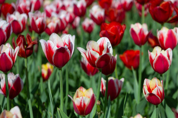 red and white tulips on sunny summer day, selective focus