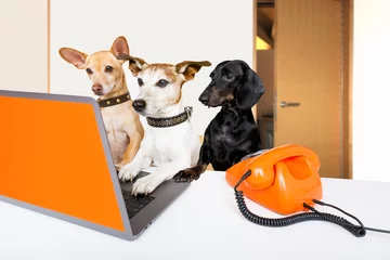 Foto auf Alu-Dibond Lustiger Hund Chef-Management-Hunde im Büro