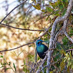 Picture of a blue eared starling in Ruaha National park, Tanzania, Africa.