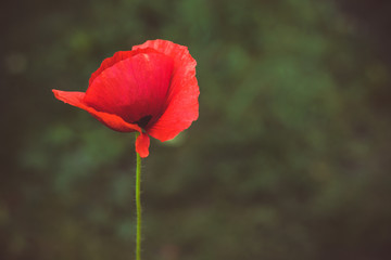 close up of beautiful red poppy flower