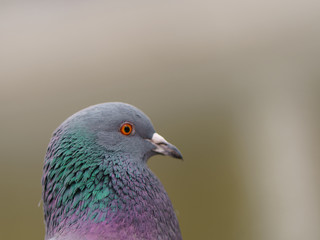 Portrait of the urban pigeon. Bird looks like a model.