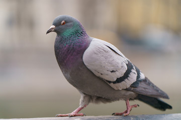 Brave pigeons walking in the Moscow city embankment 