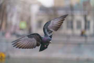 Landing pigeon at the city street