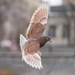 Flight of the Caspian dove breed. Brown color of dove is very suitable for the urban landscape.