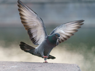 Landing of city pigeon on the river embankment. Dove cuts the air with wings wide open