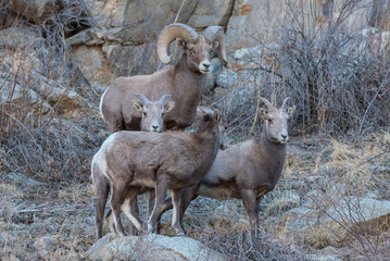 Wild Colorado Rocky Mountain Bighorn Sheep
