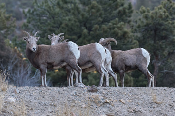 Obraz na płótnie Canvas Wild Colorado Rocky Mountain Bighorn Sheep