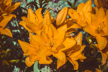 beautiful blooming yellow Lily flowers in the garden