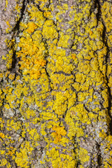 Lichens on Tree Bark