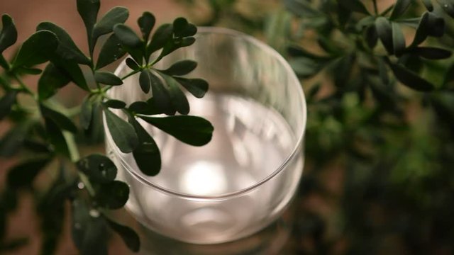 Grappa alla Ruta graveolens Weinraute ft7111_0018 Rue des jardins Smrdljiva rutvica