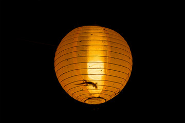 Gekko inside a lamp