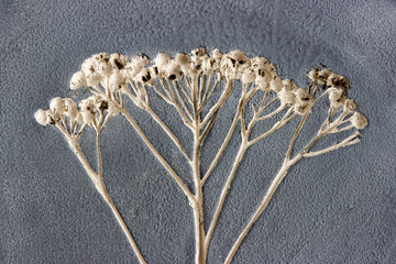 dry grass tansy printed on clay. the background is painted with engobe with the addition of black...