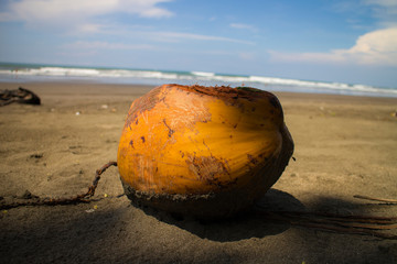 Coconut on the beach