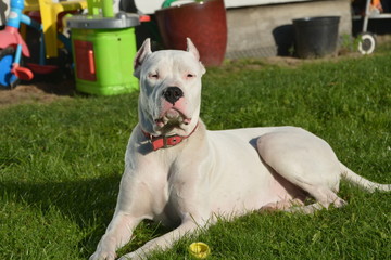 Dogo argentino