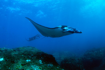 Incredible underwater world of Bali - Manta biristis. Diving and underwater photography in the Indian Ocean.