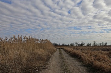 Fototapeta premium Nationalpark Unteres Odertal, Landschaft am Tage, Wanderweg.