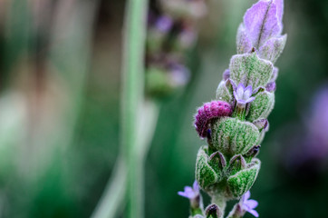 Worm on a lavender flower