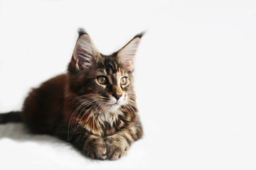cute  Maine Coon young cat on clean white background with copy space