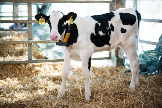 Kalb einer Kuh steht auf Stroh im Stall, Schwarzbunte