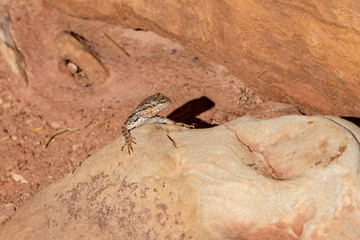 Climbing Lizard on Rock