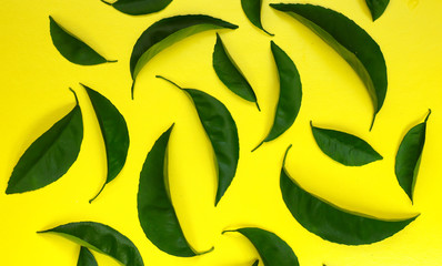 Fototapeta na wymiar Composition of green leaves on a yellow background.