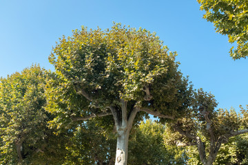 Plátanos de sombra