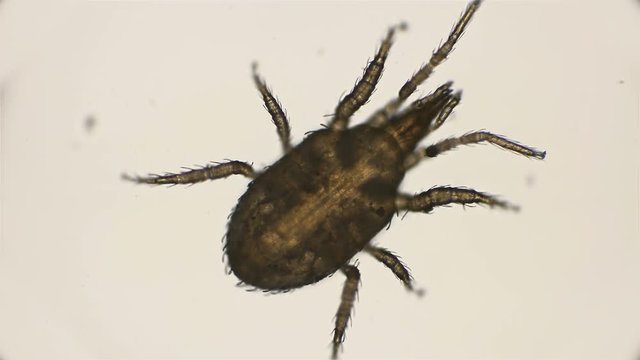 mite hypoaspis miles is a predator, inhabits the upper layers of the soil