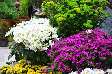 flowers in the garden