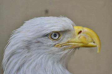 Close Up Bald Eagle