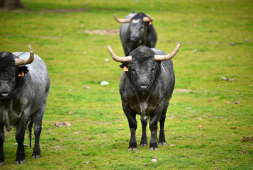toro español en ganaderia